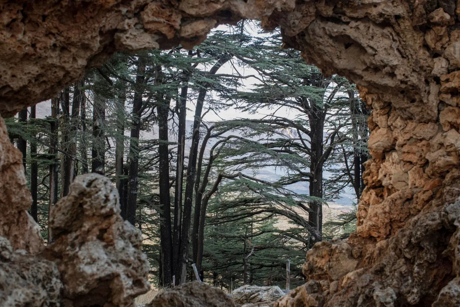 Cedars of Lebanon