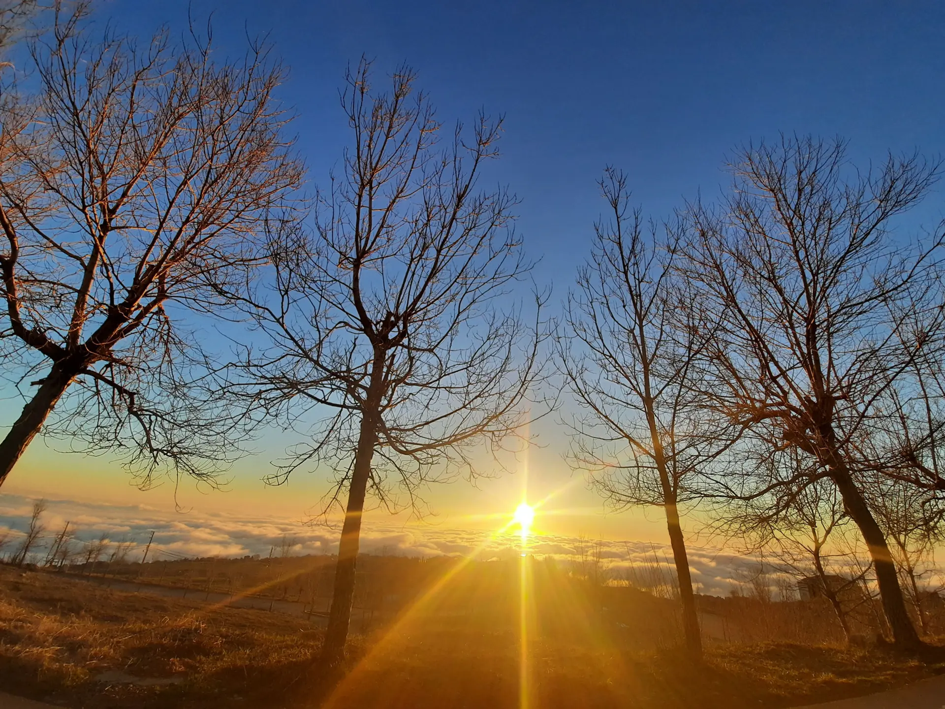 Golden sunset through bare trees in the mountains